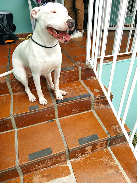 Foto 1 Toca dos Bichos - Clínica Veterinária