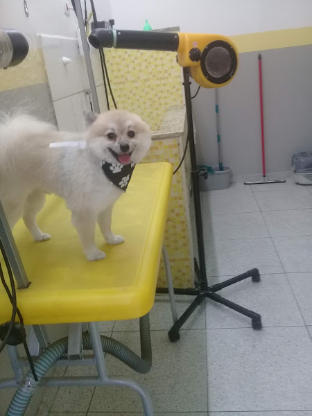 Foto 1 Kalymam Clinica Veterinária e Centro de Estética Animal - Banho e Tosa - Unidade 2