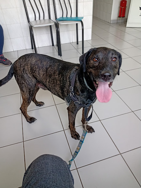 Clínica Veterinária Drª Míriam Sanda