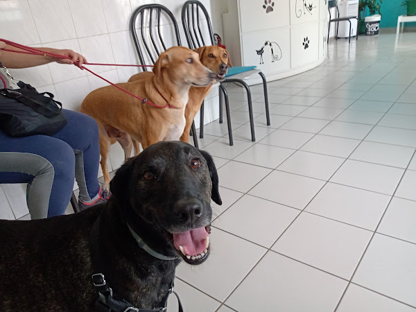 Foto 1 Clínica Veterinária Drª Míriam Sanda