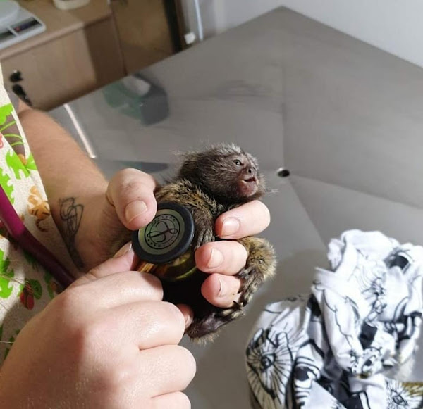 Clínica Veterinária Vet dos Bichos