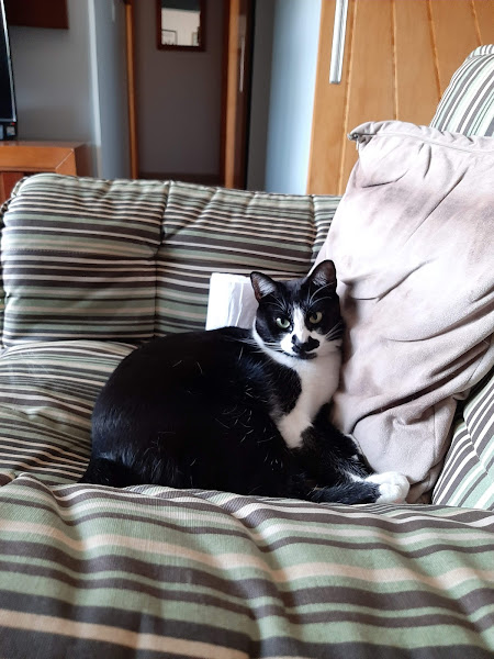 Clínica Veterinária Prontovet