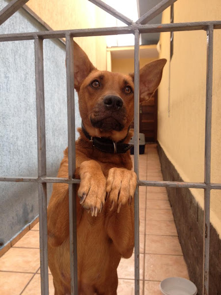 Foto 1 Clínica Veterinária Prontovet