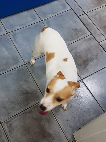 Bichos do Guará Clinica Veterinaria 24h