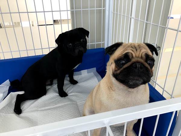 Foto 2 CENTRO CLÍNICO VETERINÁRIO MEL