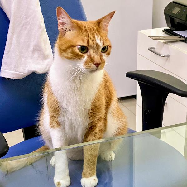 Foto 3 CENTRO CLÍNICO VETERINÁRIO MEL