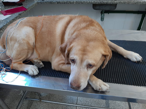 Foto 1 Centro Veterinário Minerva