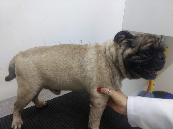 Foto 3 Centro Veterinário Minerva