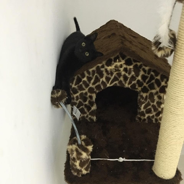 Foto 4 Centro Veterinário Minerva