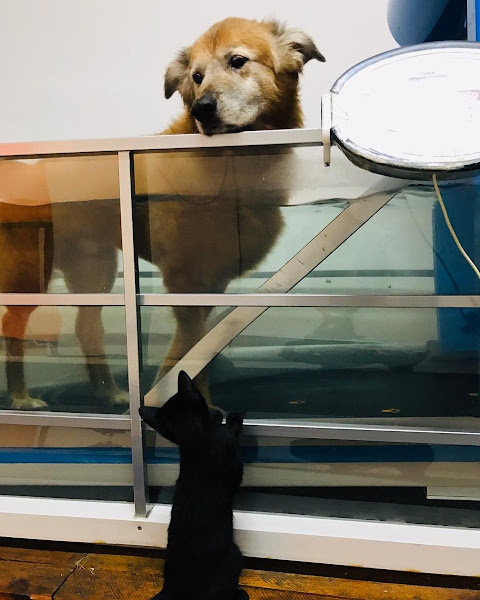 Foto 6 Centro Veterinário Minerva