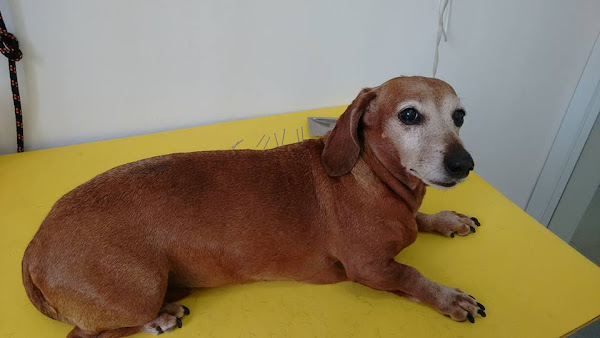 Foto 7 Centro Veterinário Minerva