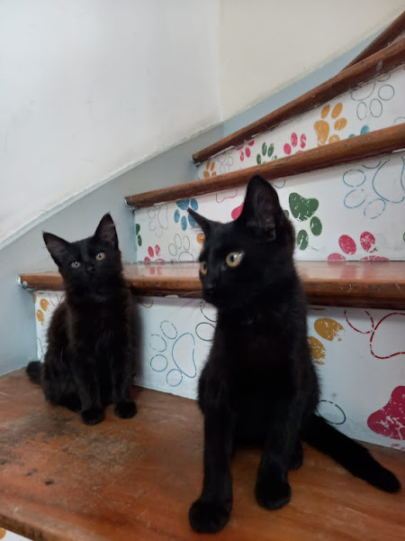 Foto 1 Centro Veterinário Labatut