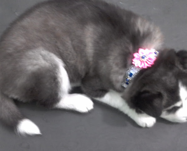 KVET CLÍNICA VETERINÁRIA E BANHO & TOSA