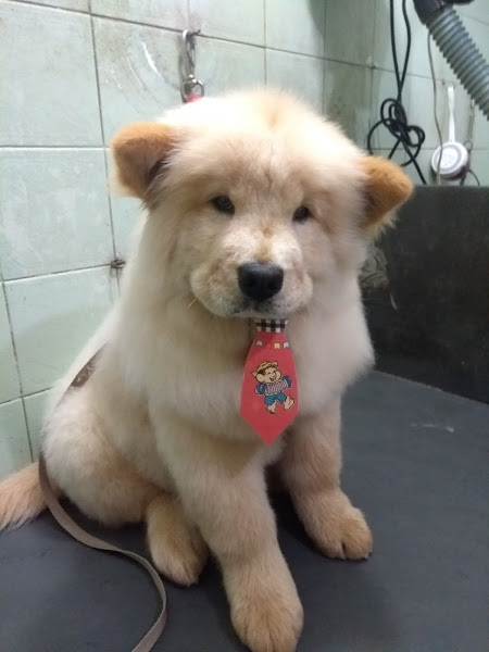 Foto 1 KVET CLÍNICA VETERINÁRIA E BANHO & TOSA