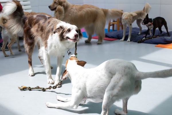 Foto 1 Animal Help Clínica & Estética