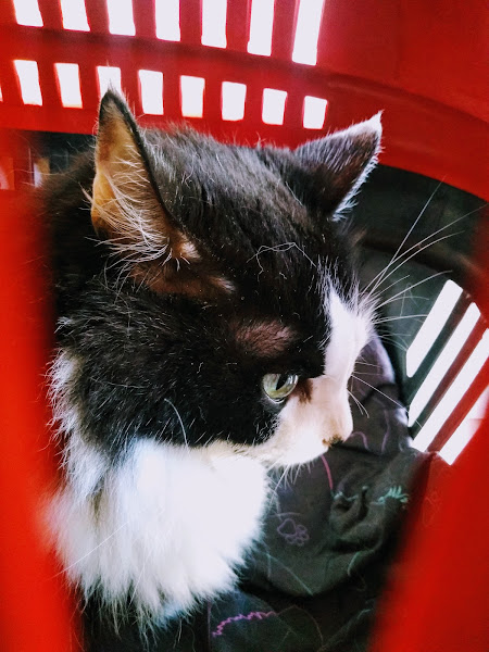 Foto 2 Laboratório Veterinário Gamavet