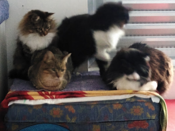 Foto 3 Laboratório Veterinário Gamavet