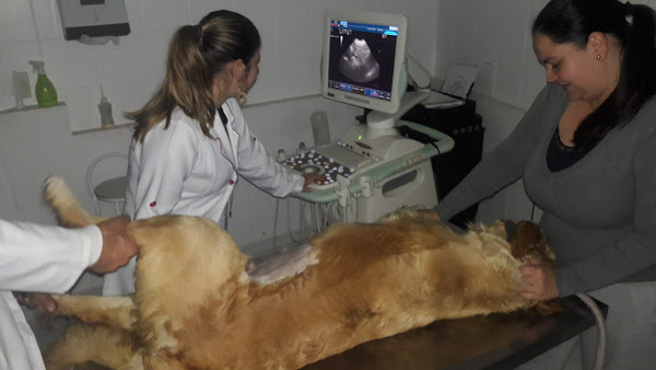 Foto 4 Laboratório Veterinário Gamavet