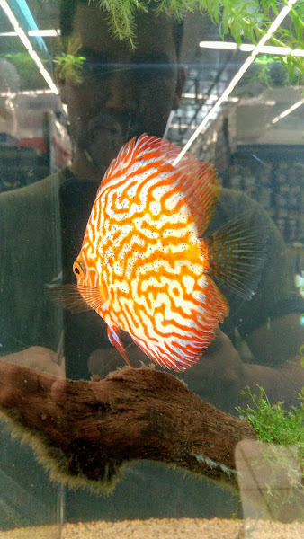 Foto 1 SPet Serviços para o seu pet na Cobasi Morumbi