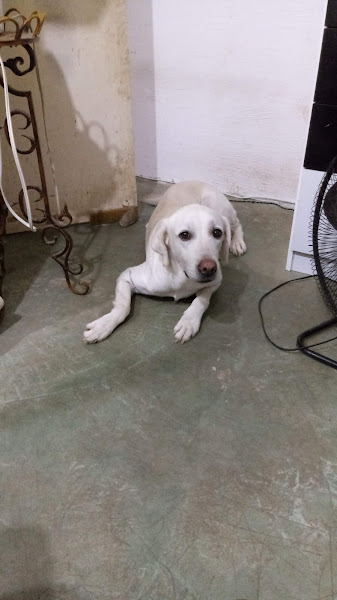 Foto 1 Auto Mecânica Campos da Paz