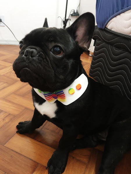 Foto 2 TURMA DO PET (pet shop, banho e tosa, na tijuca)