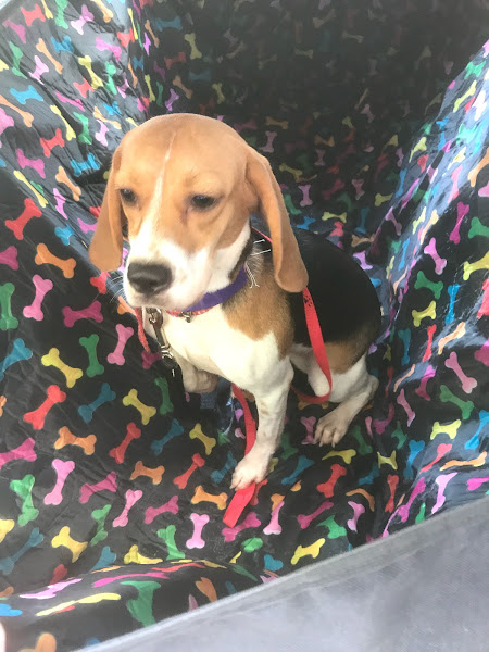 Foto 1 Thaysa Pet Shop