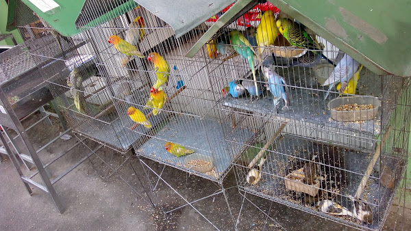 Foto 6 Thaysa Pet Shop