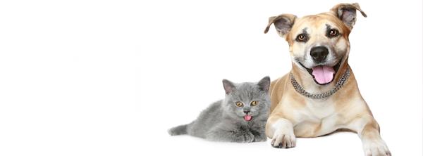 Foto 2 Querido Petshop