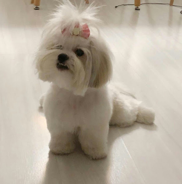 Foto 2 Pet Shop Rio Pet Banho e Tosa