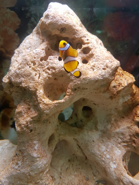 Foto 2 Sonho dos Bichos PetShop Copacabana