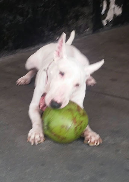 Foto 3 Sonho dos Bichos PetShop Copacabana