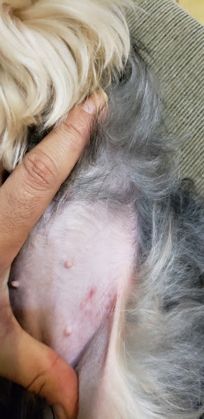 Foto 4 Sonho dos Bichos PetShop Copacabana