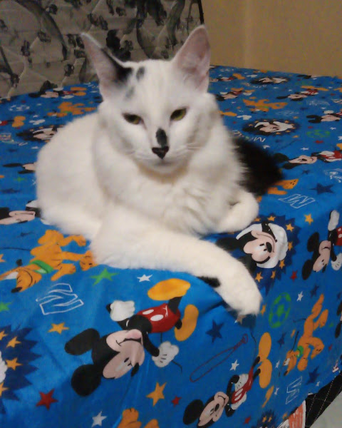 Foto 2 Pet Shop Casarão dos Itens