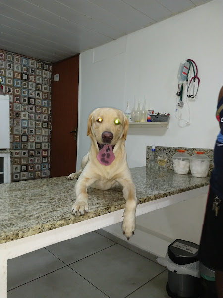 Foto 3 Pet Shop Casarão dos Itens