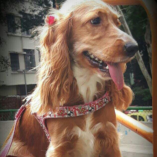 Foto 5 Pet Shop Casarão dos Itens Foto 5 Pet Shop Casarão dos Itens