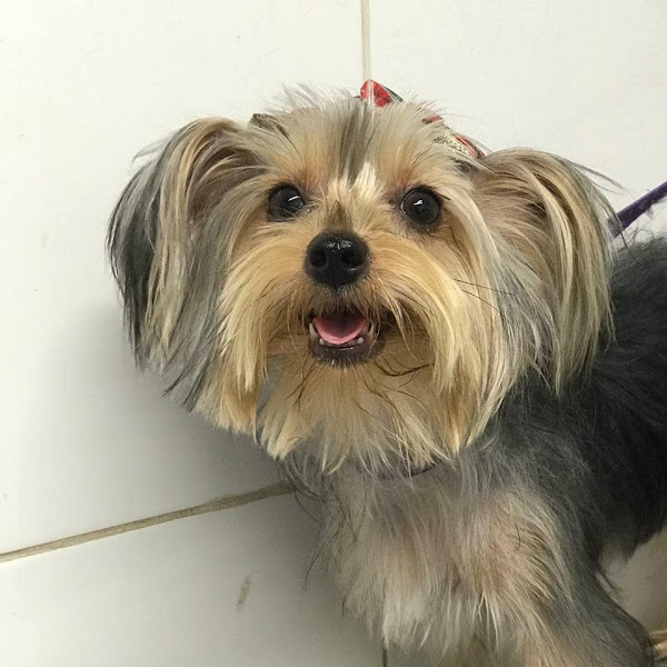 Foto 3 PetShop SmartCão no Tanque