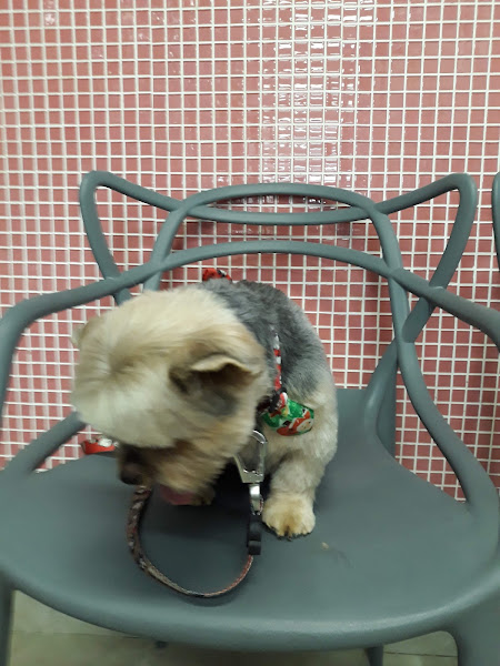 Foto 3 Belay Pet Shop