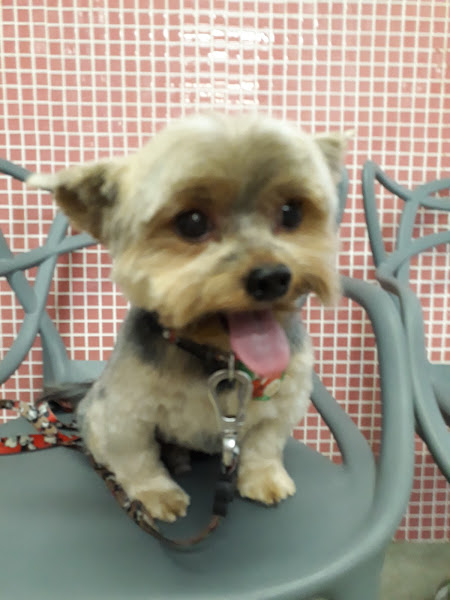 Foto 4 Belay Pet Shop