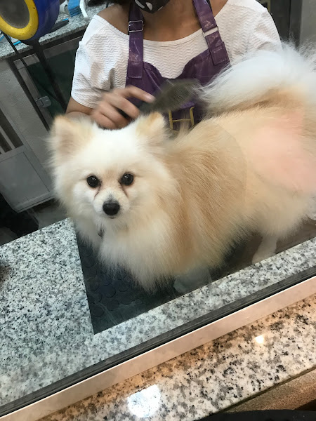 Foto 2 Pet Sul - Petshop Banho e Tosa