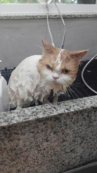 Foto 4 Pet Sul - Petshop Banho e Tosa