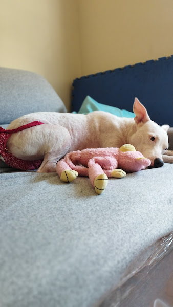 Foto 2 Pet Shop Ar Mar - Tijuca