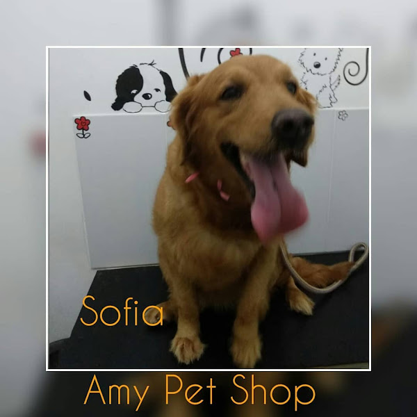 Foto 2 Amy Pet Shop - Banho e Tosa