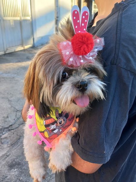 Foto 3 Amy Pet Shop - Banho e Tosa