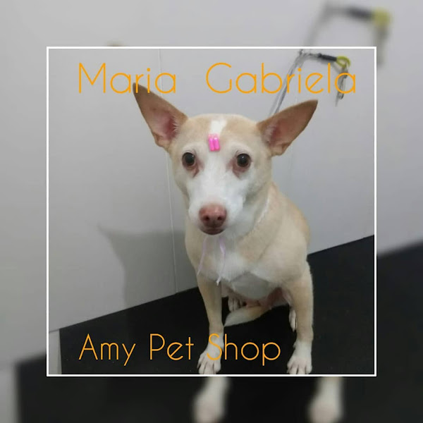 Foto 4 Amy Pet Shop - Banho e Tosa