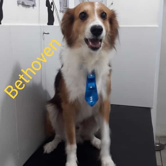 Foto 5 Amy Pet Shop - Banho e Tosa