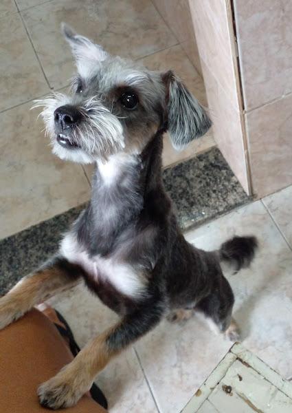 Foto 1 Bycholand Veterinária e Pet Shop