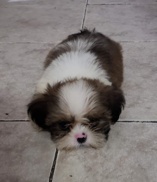 Foto 2 Bycholand Veterinária e Pet Shop