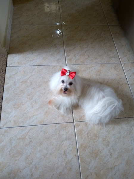 Foto 3 Bycholand Veterinária e Pet Shop