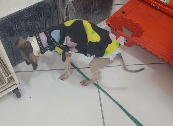 Foto 4 Bycholand Veterinária e Pet Shop