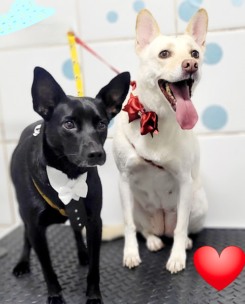 Foto 1 Praça Vet - Veterinária e Pet Shop